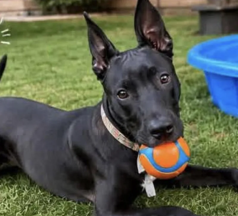 A baby medium-sized female Black Labrador Retriever dog named LulaBelle for adoption in Grosse Pointe Park, MI