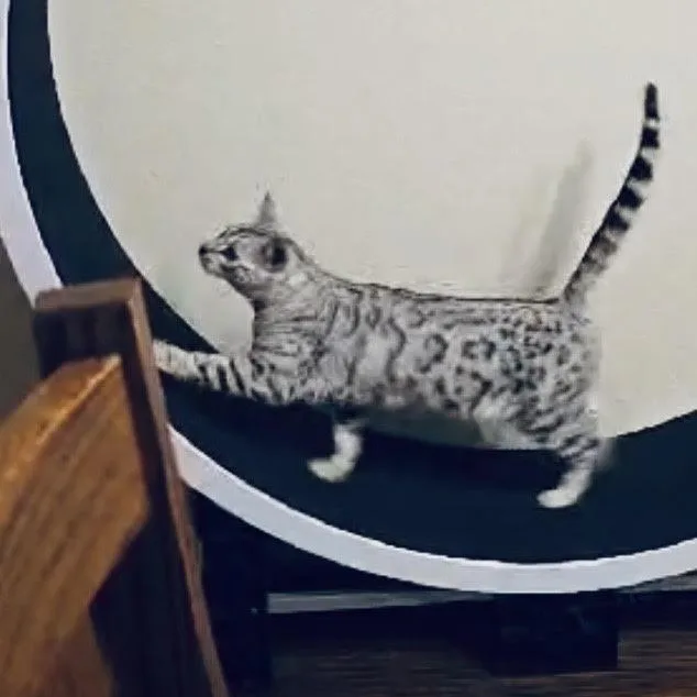 A young medium-sized female Gray / Blue / Silver Bengal cat named Sylvie for adoption in Fort Worth, TX