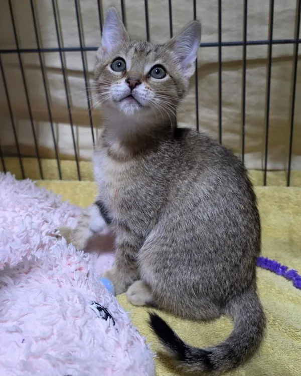 A baby small-sized female Domestic Short Hair cat named Petra for adoption in Novato, CA
