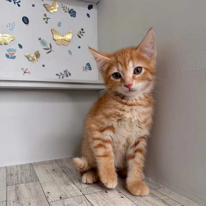 A baby small-sized male Orange / Red Domestic Short Hair cat named Potato for adoption in Pasadena , MD