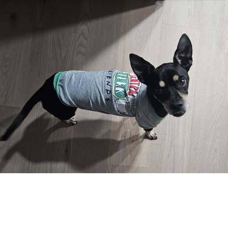 Rolo thumbnail 2