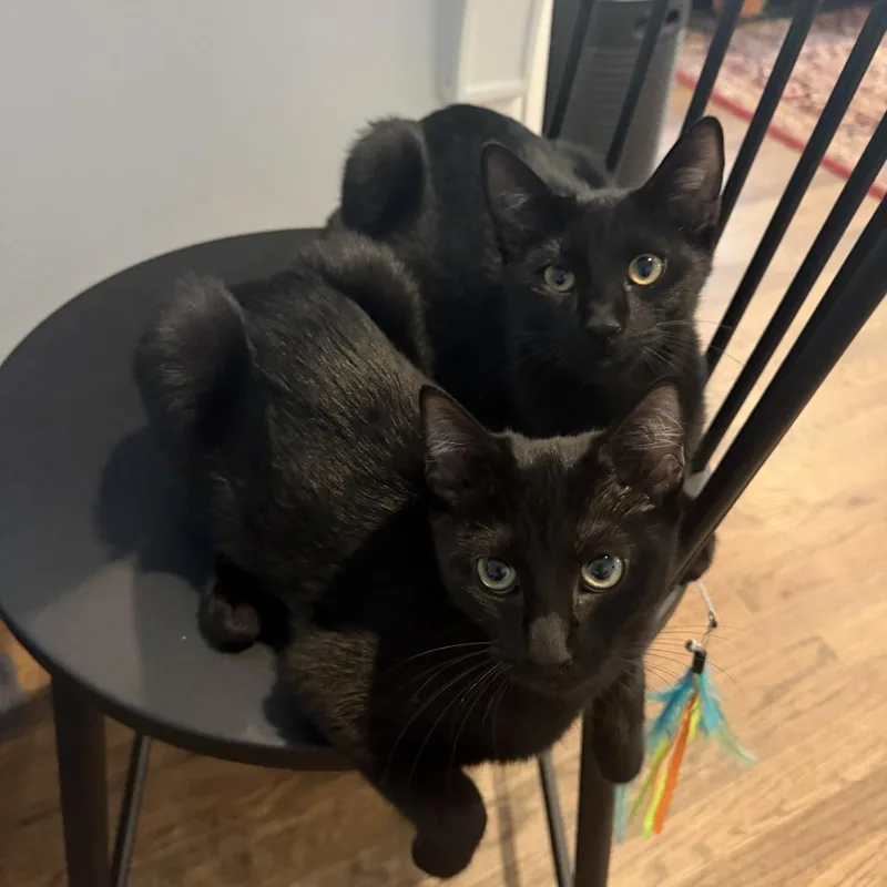 A baby small-sized female Domestic Short Hair cat named Blinky for adoption in Cumming, GA