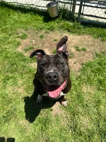 An adult medium-sized male Black Pit Bull Terrier dog named Rocky for adoption in Fleetwood, PA