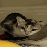 An adult medium-sized female White Domestic Short Hair cat named Kayla for adoption in Seminole, FL