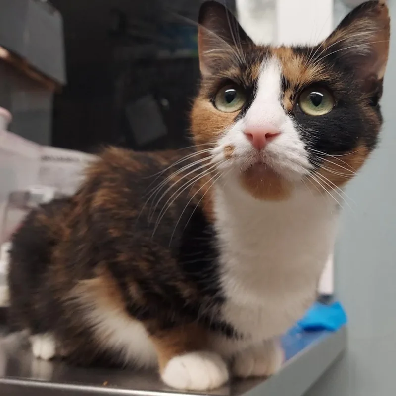 Mistletoe thumbnail 2