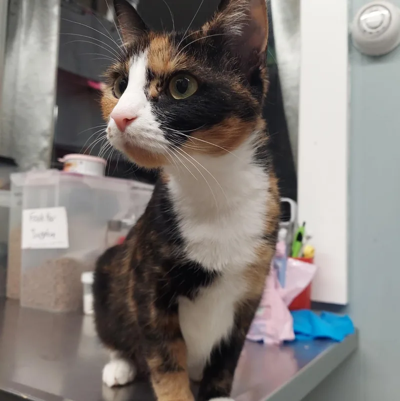 Mistletoe thumbnail 3