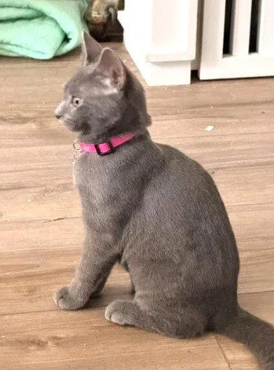 A baby medium-sized female Gray / Blue / Silver Domestic Short Hair cat named Suede Willow Grove Area for adoption in Greenville, DE