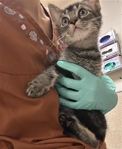 A baby small-sized male Domestic Short Hair cat named Angel for adoption in Riverside, CA