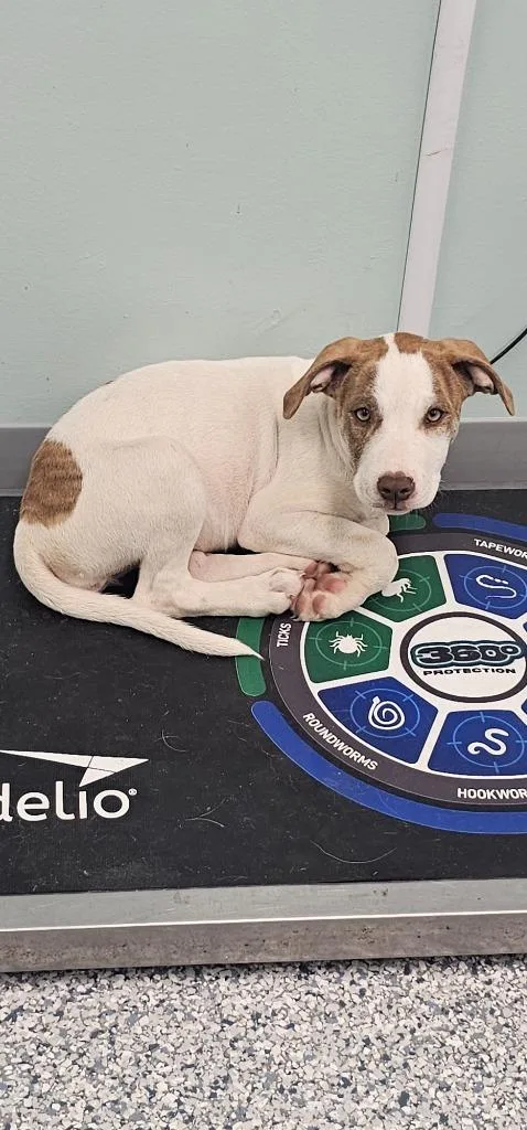A baby small-sized female Terrier dog named Posh Spice for adoption in Athens, TN
