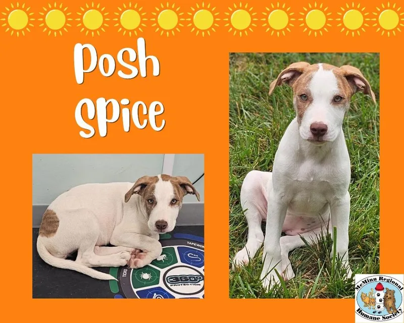 Posh Spice thumbnail 2