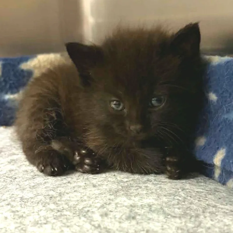 A baby small-sized male Black Domestic Short Hair cat named Krypton for adoption in Marion, VA