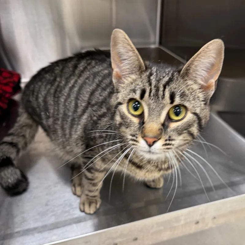 An adult medium-sized female Brown / Chocolate Domestic Short Hair cat named Hunnicut for adoption in East Smithfield , PA