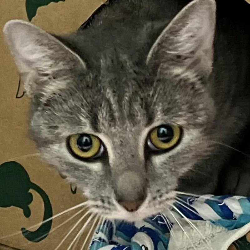 A young medium-sized female Domestic Short Hair cat named Chloe for adoption in Baltimore, MD
