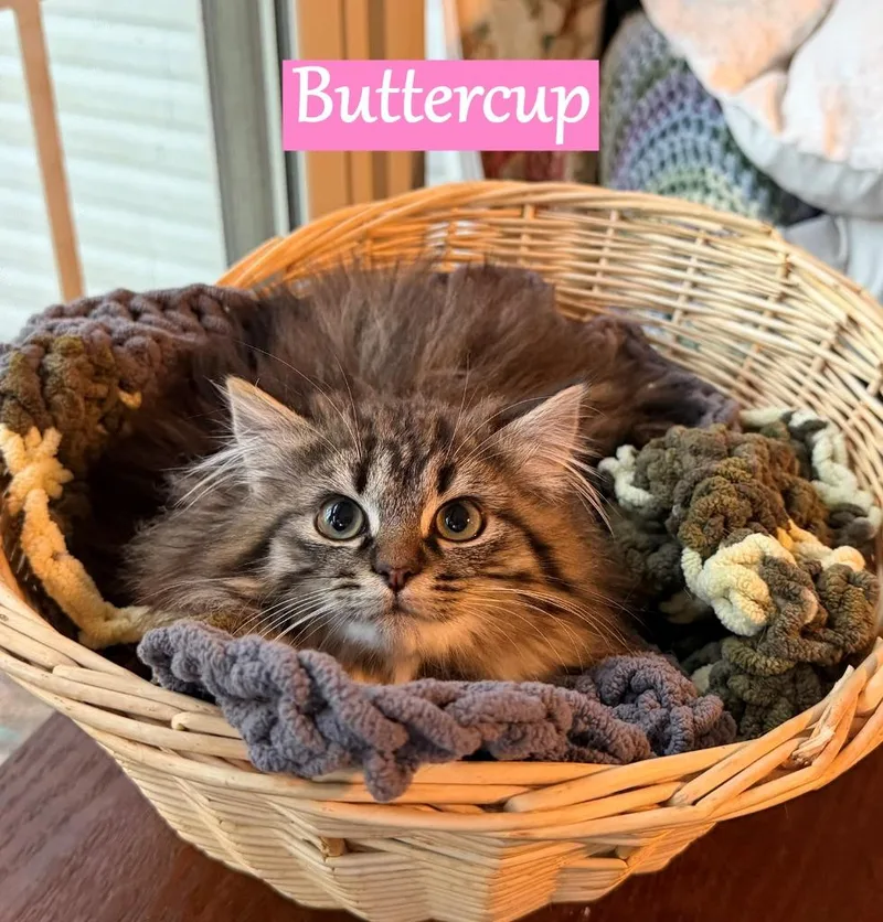 Buttercup