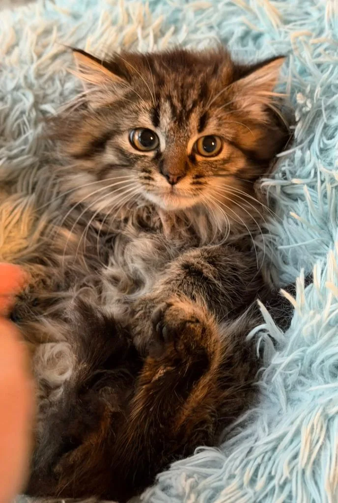 Buttercup thumbnail 2