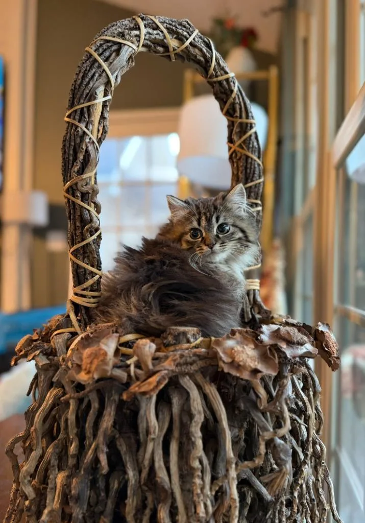 Buttercup thumbnail 3