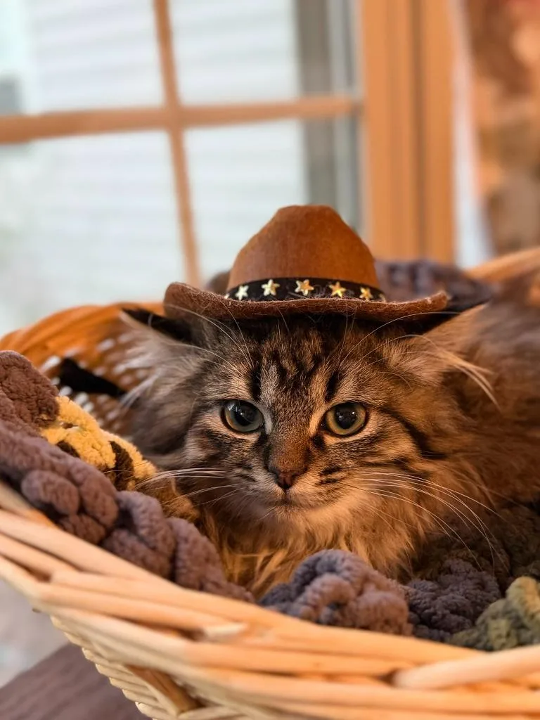 Buttercup thumbnail 4