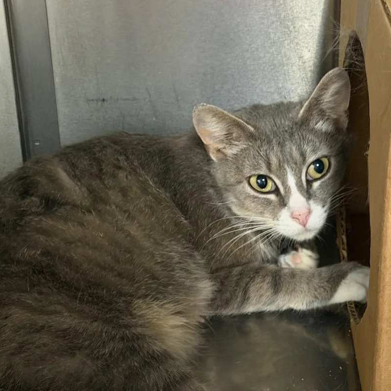 An adult medium-sized female Gray / Blue / Silver Domestic Short Hair cat named Drizzle for adoption in Idaho Falls, ID
