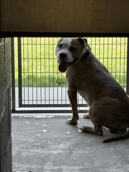 An adult large-sized male Mixed Breed dog named Memphis for adoption in West Chester, PA