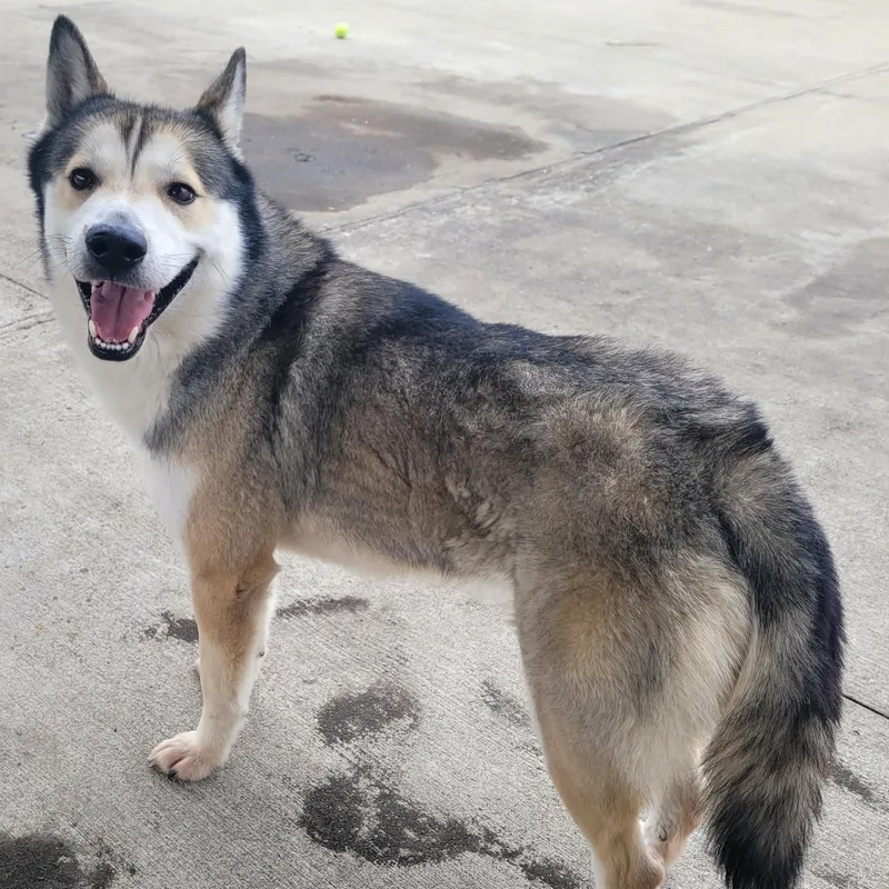 Conroy! Gorgeous Boy! thumbnail 2