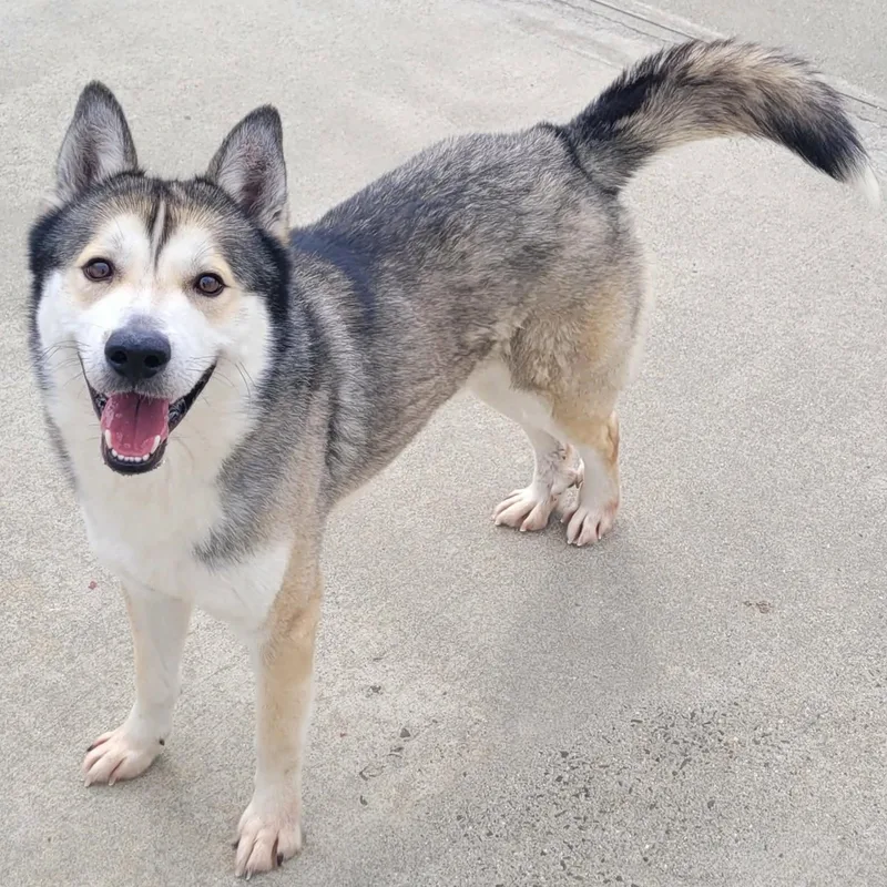 Conroy! Gorgeous Boy! thumbnail 3