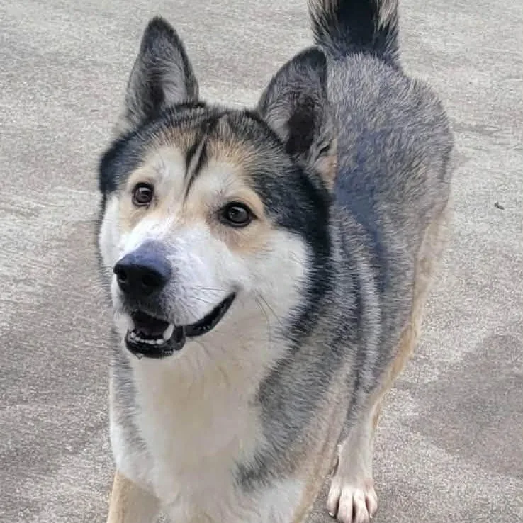 Conroy! Gorgeous Boy! thumbnail 4