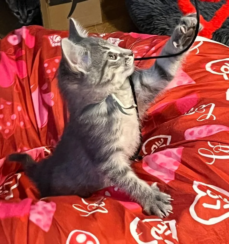 A baby small-sized male Domestic Short Hair cat named Puddles for adoption in Fond Du Lac, WI