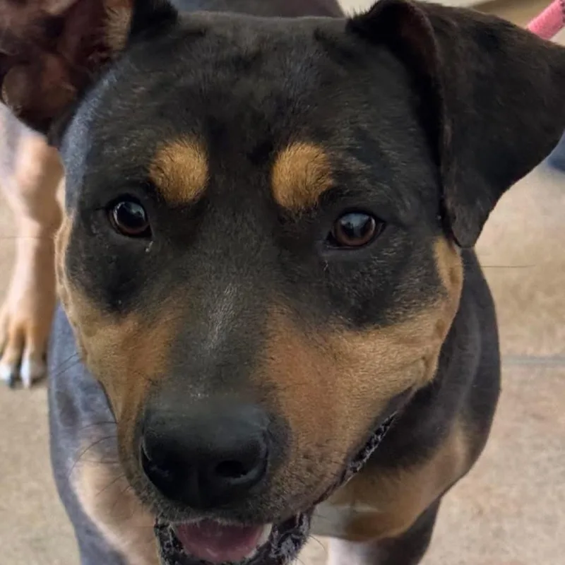 An adult medium-sized female Black Pit Bull Terrier dog named Coco for adoption in Titusville, FL