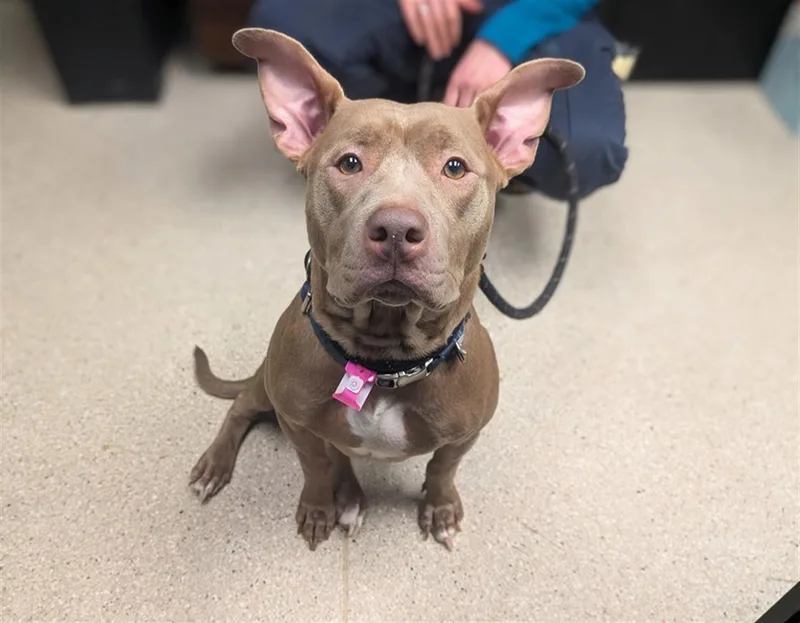 An adult large-sized female American Staffordshire Terrier dog named Jelly Bean for adoption in Loveland, CO