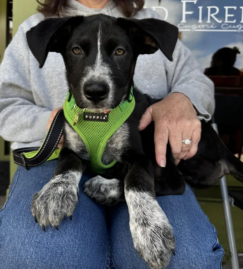 A baby medium-sized female Black Pointer dog named Reba for adoption in Emeryville, CA