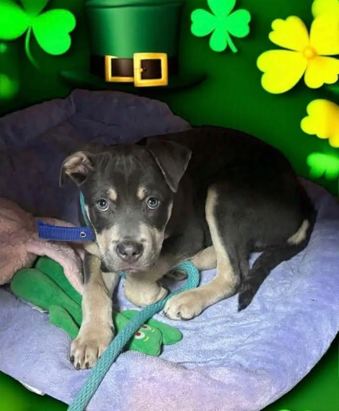 A young medium-sized male Terrier dog named Bear for adoption in New Manchester, WV