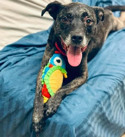 An adult large-sized male Mixed Breed dog named Zulow for adoption in West Chester, PA