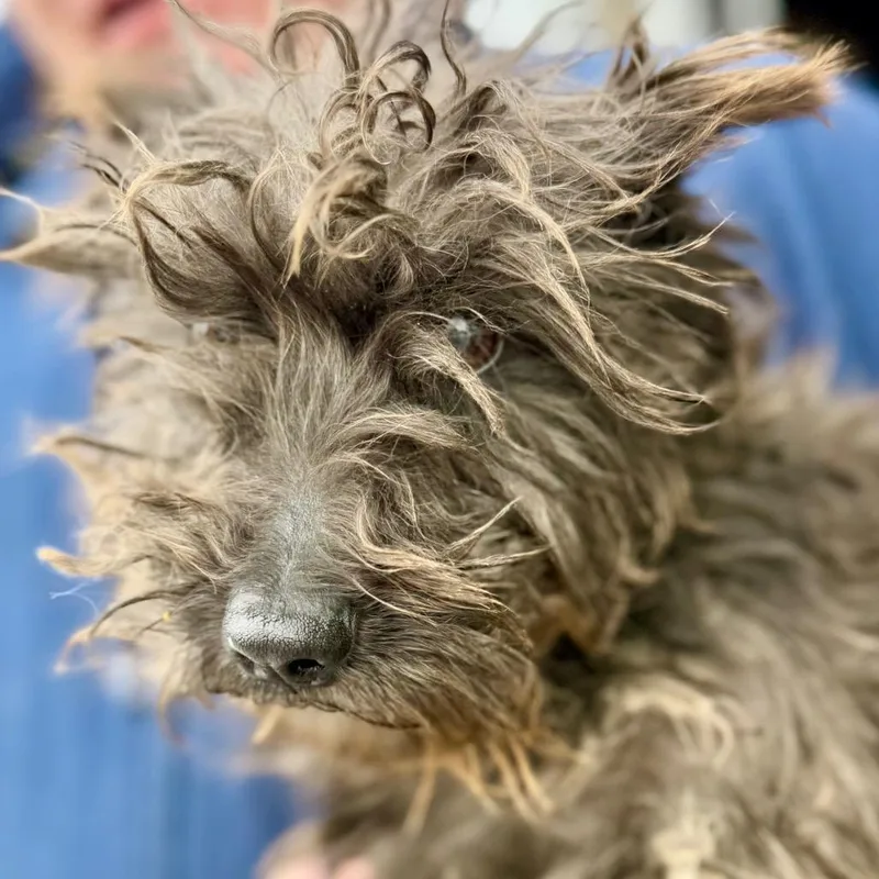 Brandy  Missouri Mr thumbnail 3