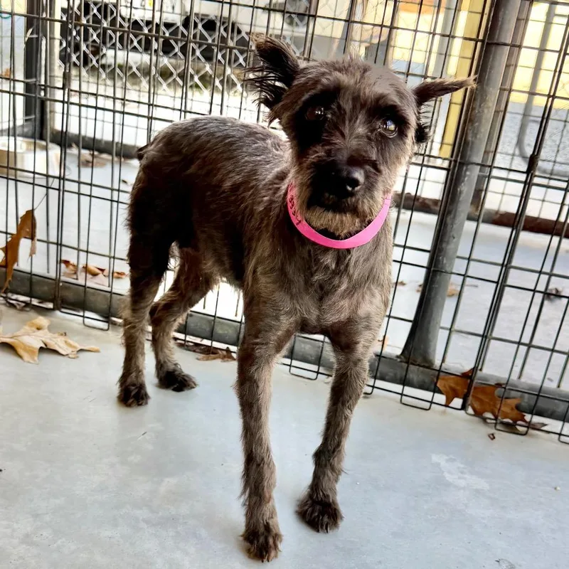 Brandy  Missouri Mr thumbnail 4