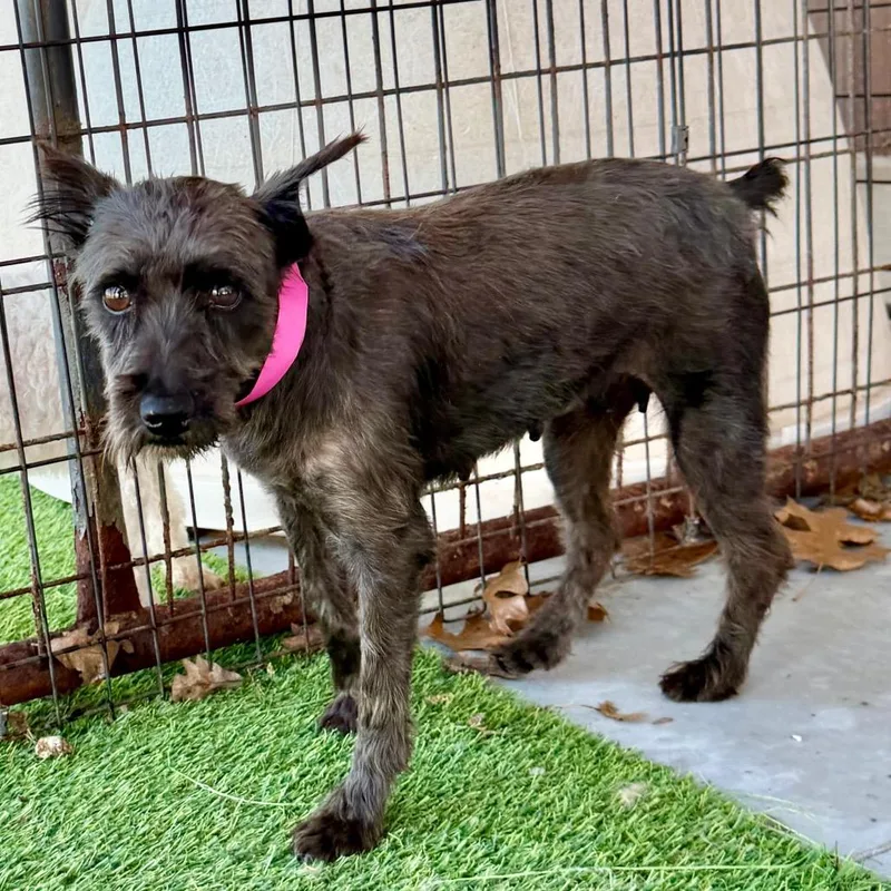 Brandy  Missouri Mr thumbnail 6