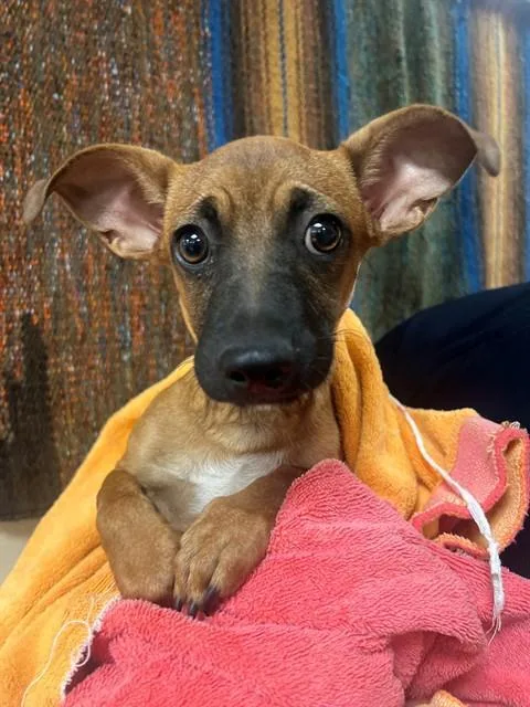 A baby small-sized male Chihuahua dog named Ford for adoption in Thousand Palms, CA