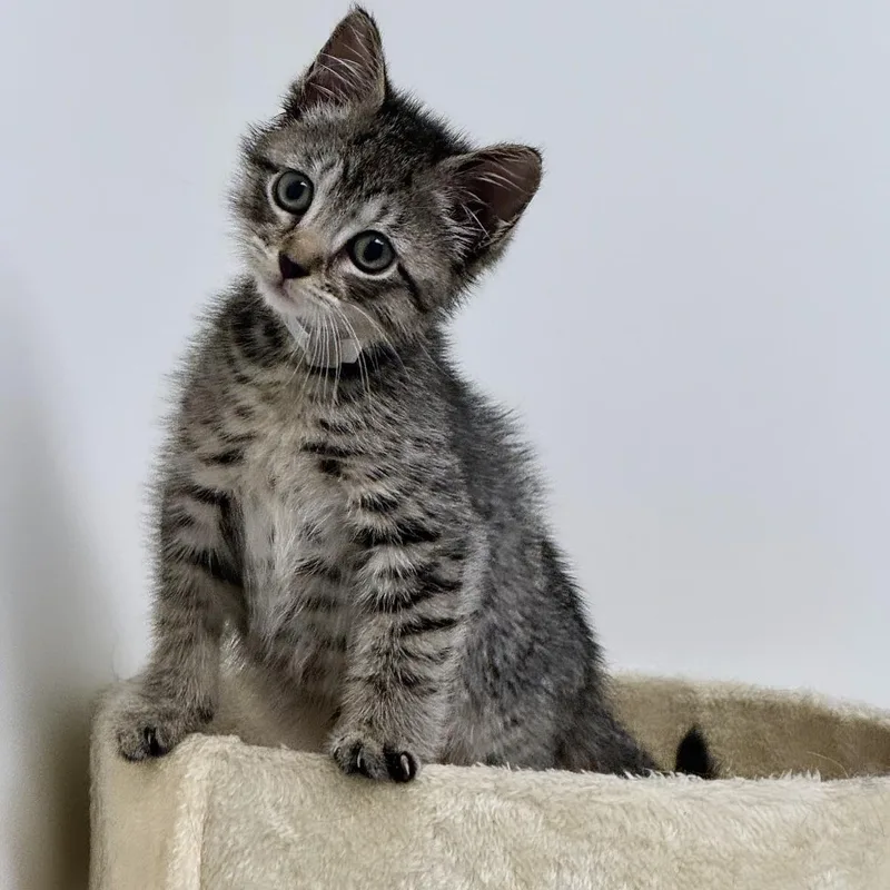 A young small-sized male Tabby (Brown / Chocolate) Domestic Short Hair cat named Rocky for adoption in Syosset, NY