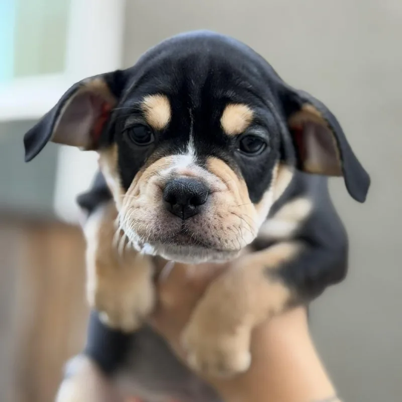 A baby small-sized female Black English Bulldog dog named Ruby for adoption in Turlock, CA