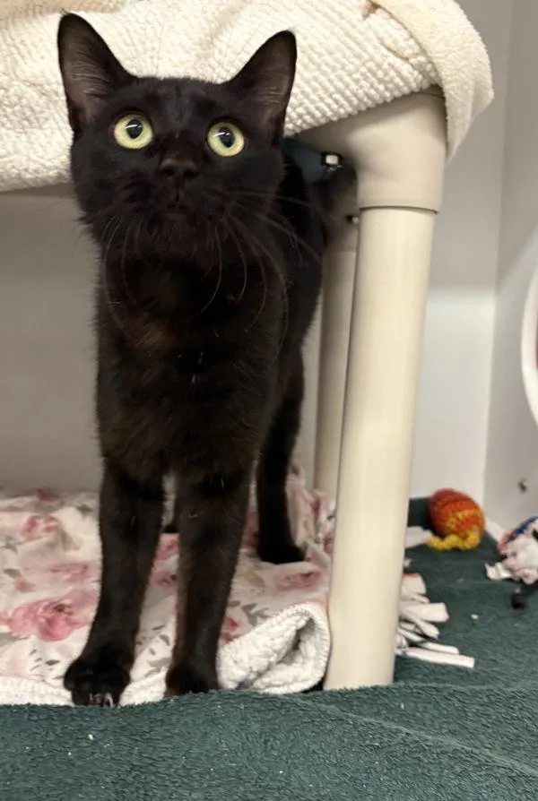 A young small-sized female Domestic Short Hair cat named Serafina for adoption in San Diego, CA