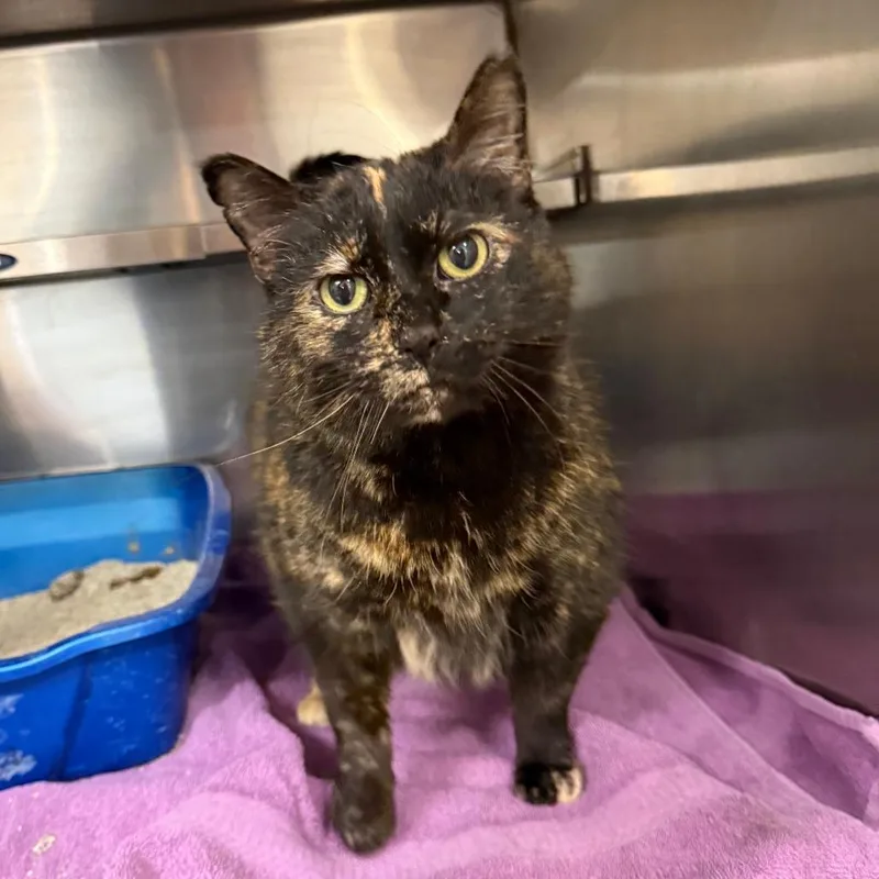 A senior small-sized female Tortoiseshell Domestic Short Hair cat named Hades C for adoption in Elbow Lake, MN