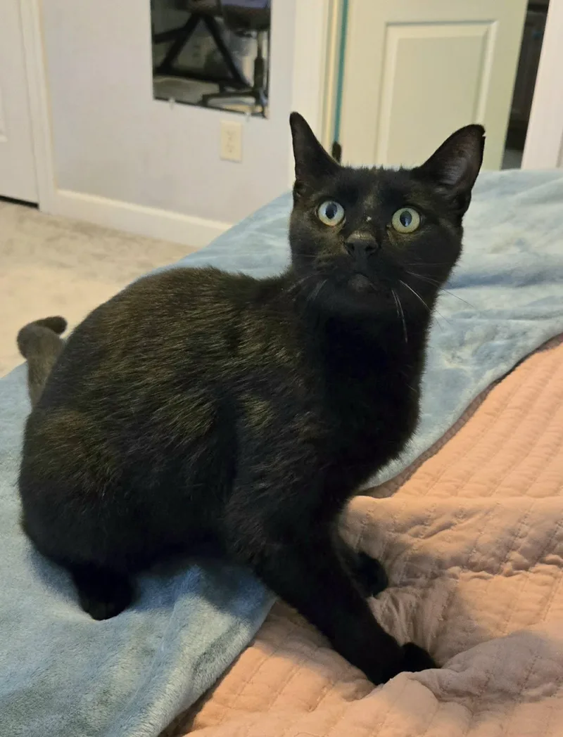 An adult medium-sized male Domestic Short Hair cat named Merlin for adoption in Virginia Beach, VA