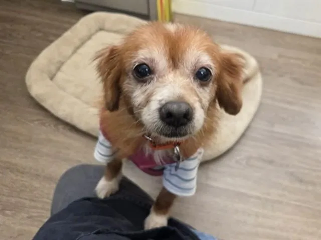 A senior medium-sized female Chihuahua dog named Twilight for adoption in Martinez, CA