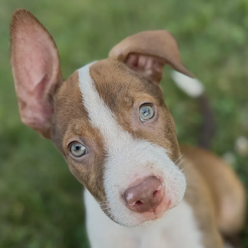 Puppies