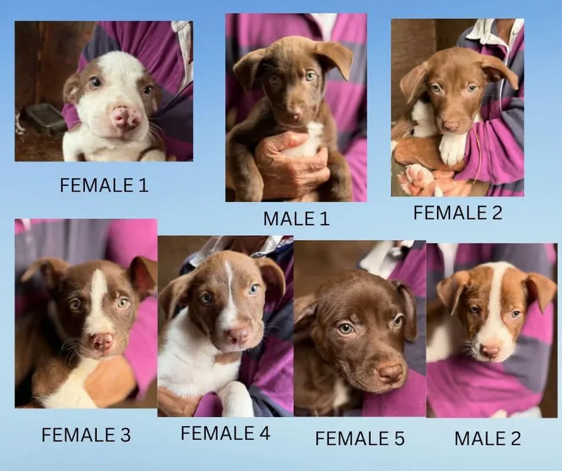 Puppies thumbnail 2