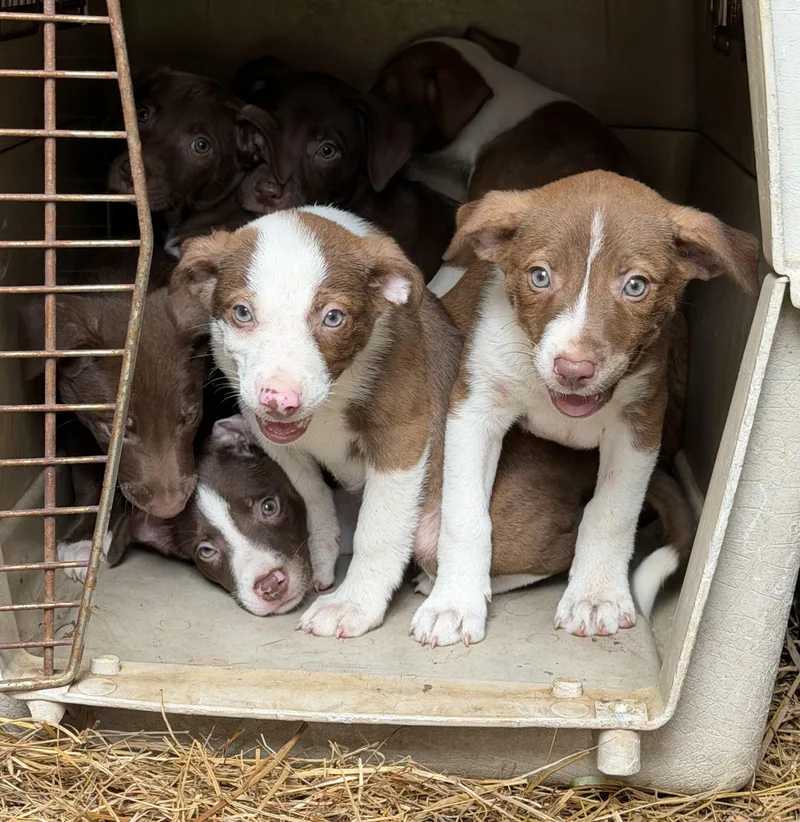 Puppies thumbnail 3