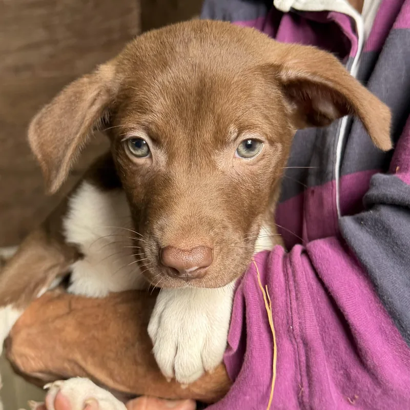 Puppies thumbnail 4