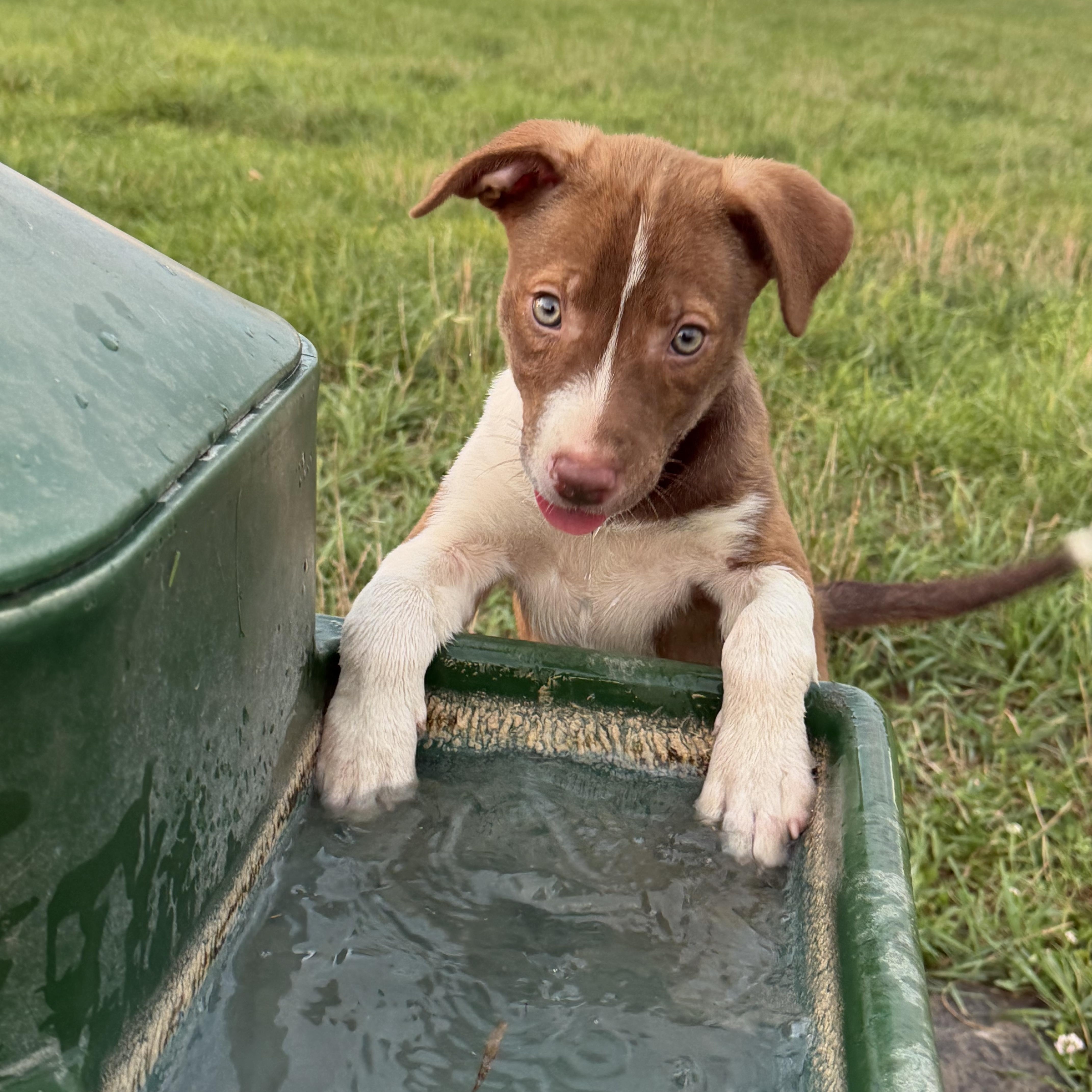 Puppies thumbnail 5
