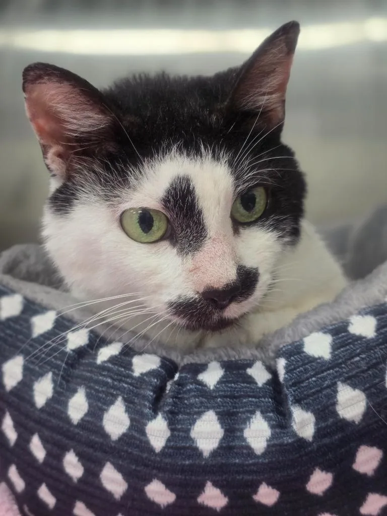 A senior medium-sized female Domestic Short Hair cat named Lady for adoption in Danielsville, GA