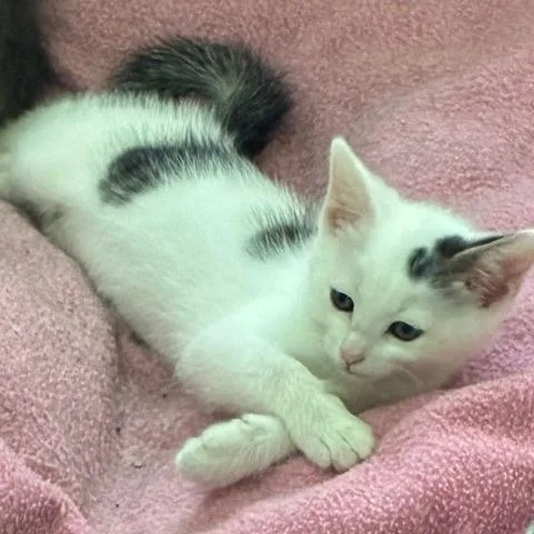 A baby small-sized female White Domestic Short Hair cat named Polly for adoption in Los Angeles, CA