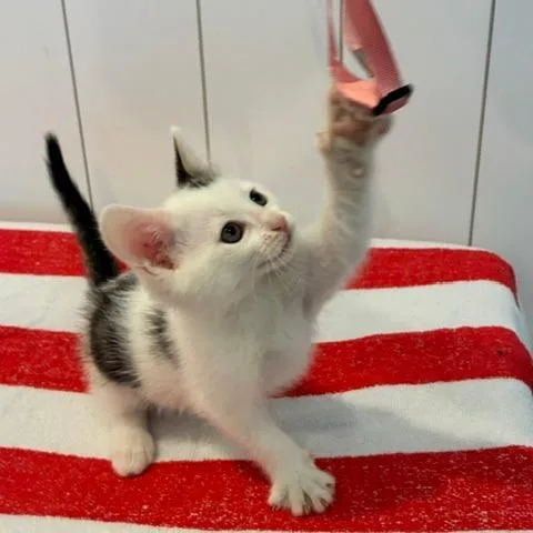 Polly thumbnail 3
